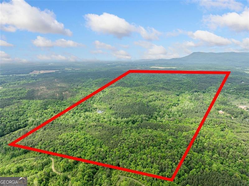 0 Conniston Road Chatsworth, GA 30705 - Photo 1 of 20 a view of a backyard with plants and palm trees