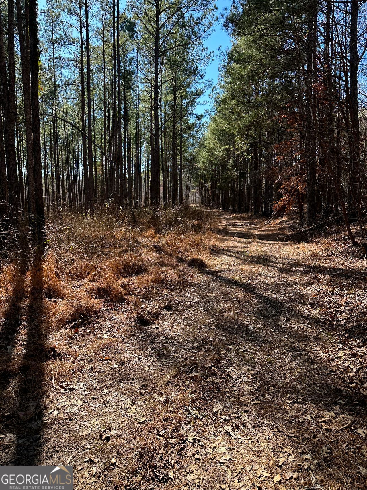 0 Conniston Road Chatsworth, GA 30705 - Photo 14 of 20 a view of a backyard with trees