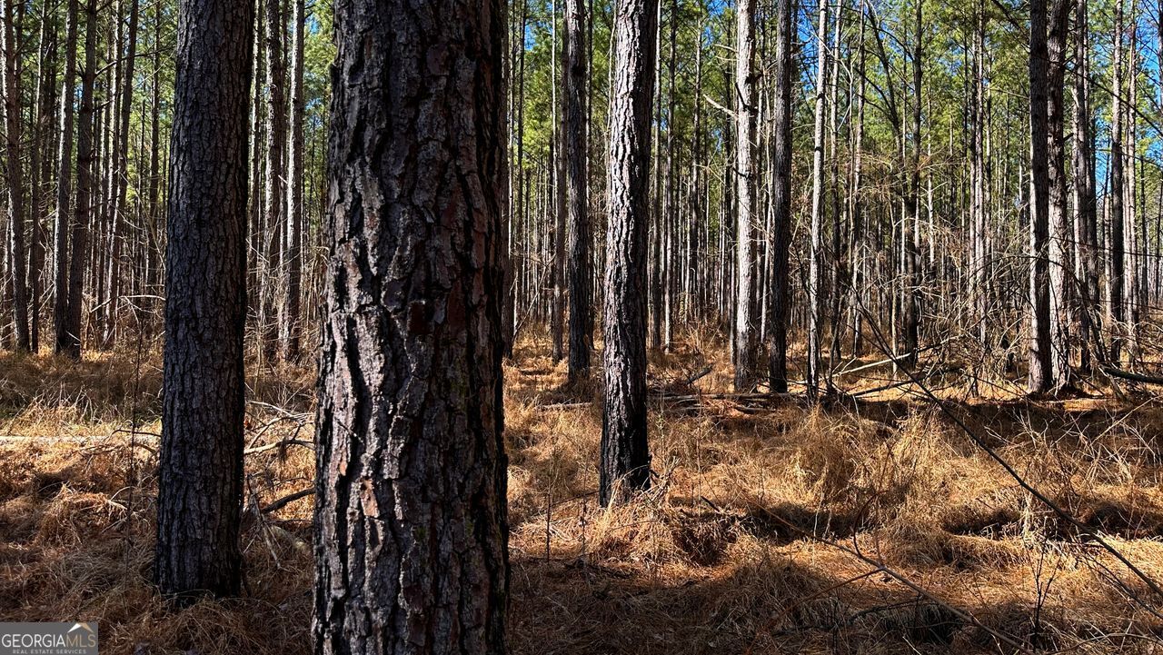 0 Conniston Road Chatsworth, GA 30705 - Photo 15 of 20 a view of a backyard of a house