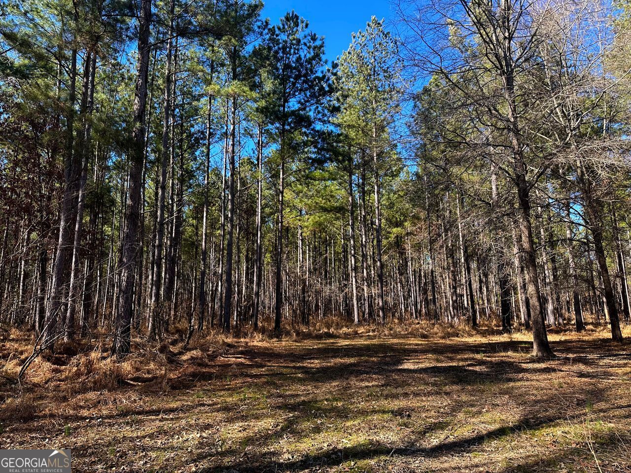 0 Conniston Road Chatsworth, GA 30705 - Photo 8 of 20 a view of a park with trees
