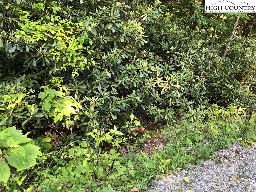 305 Locust Ridge Road Beech Mountain, NC 28604 - Photo 1 of 3 a view of a plant