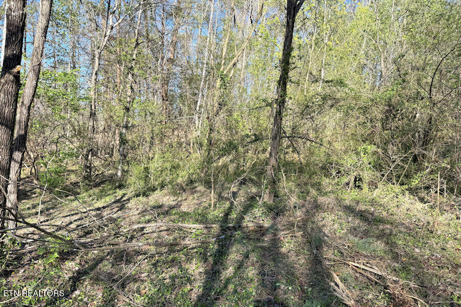 1830 Rhea Road Knoxville, TN 37920 - Photo 8 of 11 rhea4