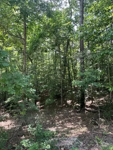 a view of a forest with trees in the background