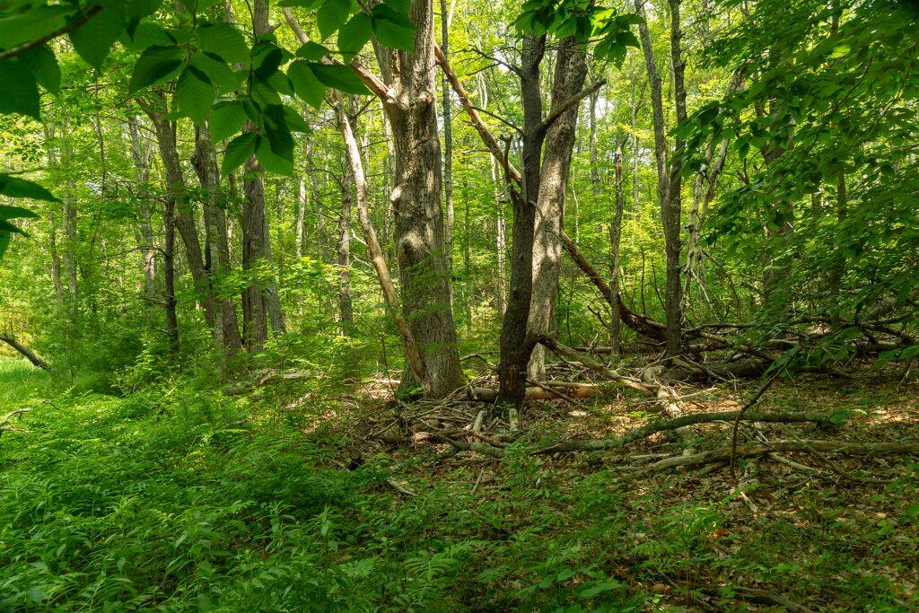2 Lils Alley York, ME 03909 - Photo 9 of 16 image001