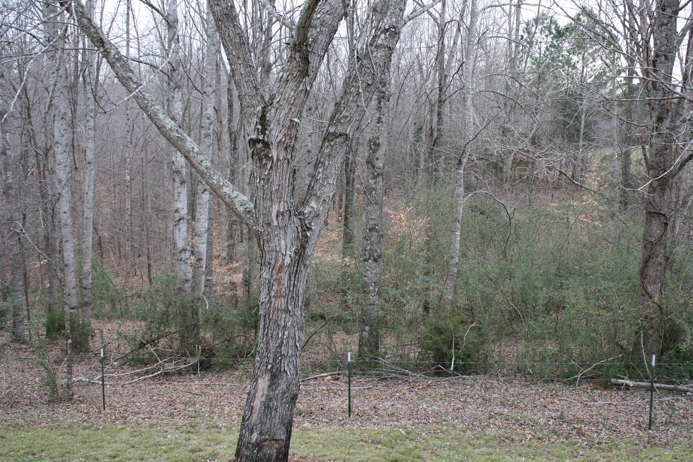 3266 Womble Ridge Road Ethridge, TN 38456 - Photo 28 of 28 Gallery Image 28