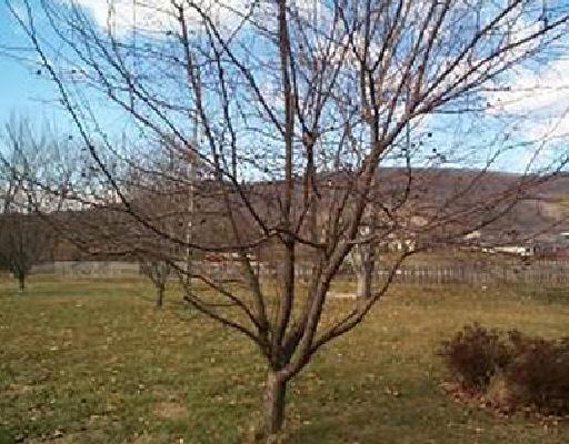 5324 Huntridge Road Roanoke, VA 24012 - Photo 3 of 5 Listing Photo