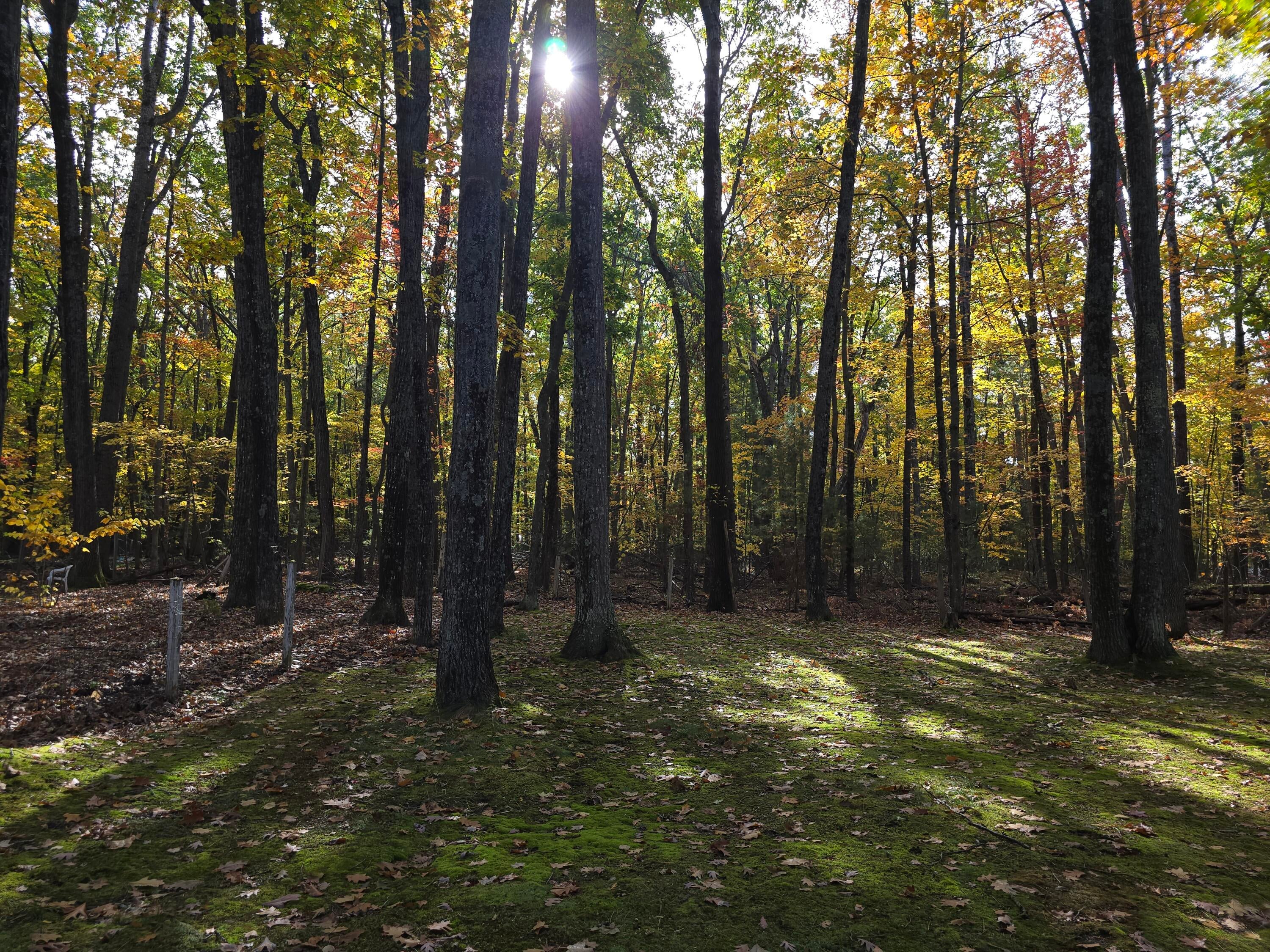 7207 Frontenac Road Indian River, MI 49749 - Photo 21 of 33 7207 Back yard