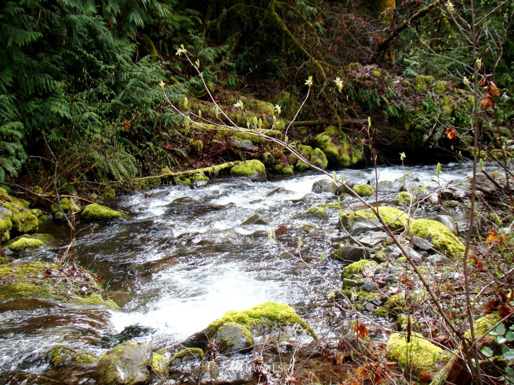 136 Oliver Creek Road Randle, WA 98377 - Photo 14 of 15 Gallery Image 14