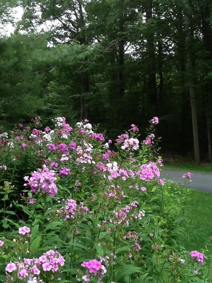 186 Pedersen Ridge Road Milford, PA 18337 - Photo 36 of 41 Perennial flower garden