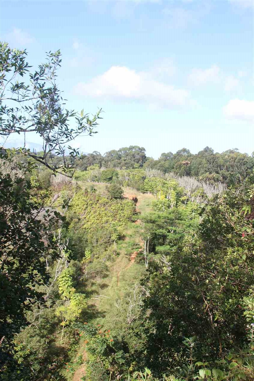 1086 Upper Ulumalu Road Haiku, HI 96708 - Photo 13 of 24 a view of a field with trees in the background