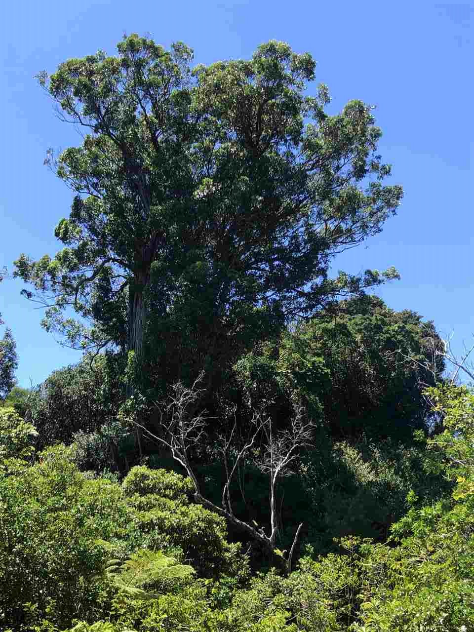 1086 Upper Ulumalu Road Haiku, HI 96708 - Photo 18 of 24 a picture of trees