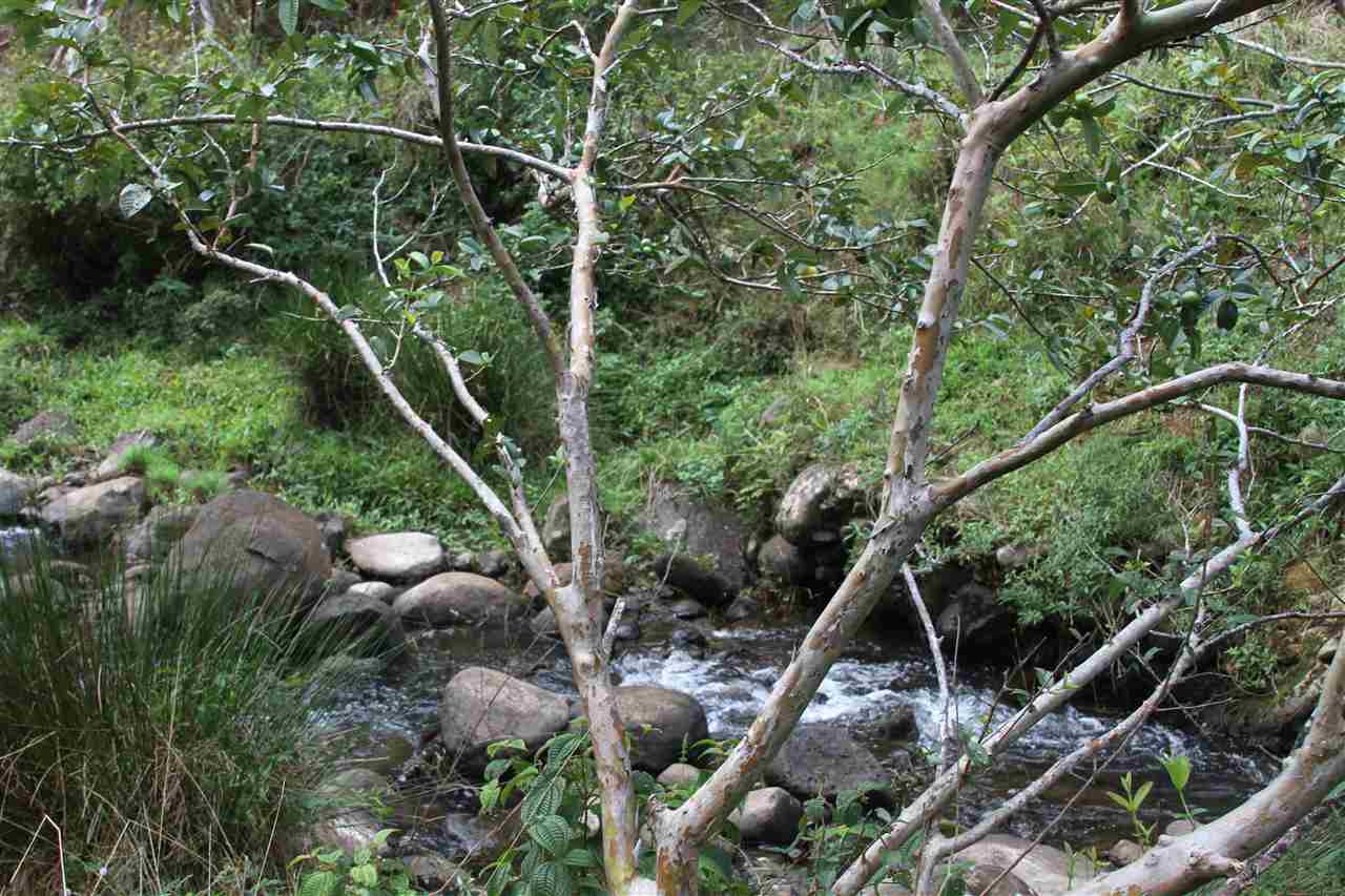 1086 Upper Ulumalu Road Haiku, HI 96708 - Photo 20 of 24 a view of a forest