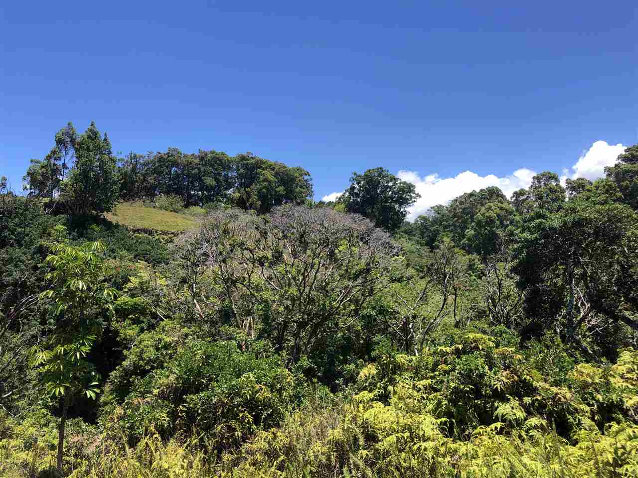 1086 Upper Ulumalu Road Haiku, HI 96708 - Photo 2 of 24 a view of a field of grass and trees