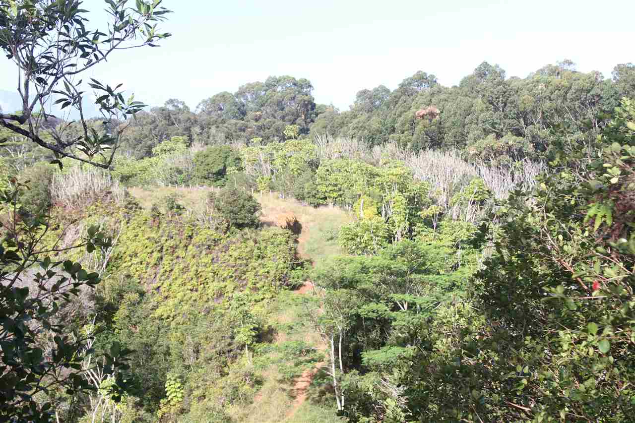 1086 Upper Ulumalu Road Haiku, HI 96708 - Photo 3 of 24 a view of a forest with a tree