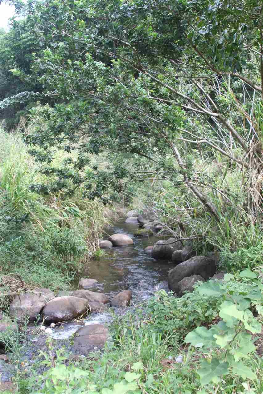 1086 Upper Ulumalu Road Haiku, HI 96708 - Photo 4 of 24 a view of a forest with trees