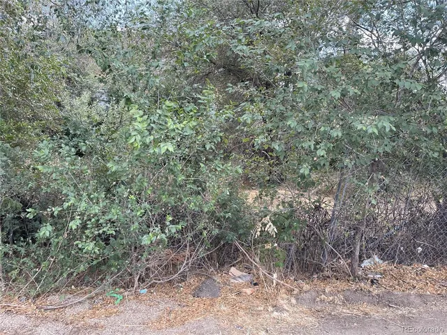 a view of a forest filled with trees