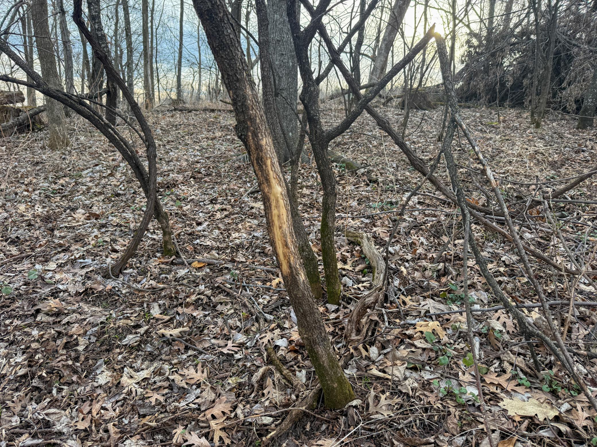 11719 Ridgeview Road Hokah, MN 55941 - Photo 68 of 100