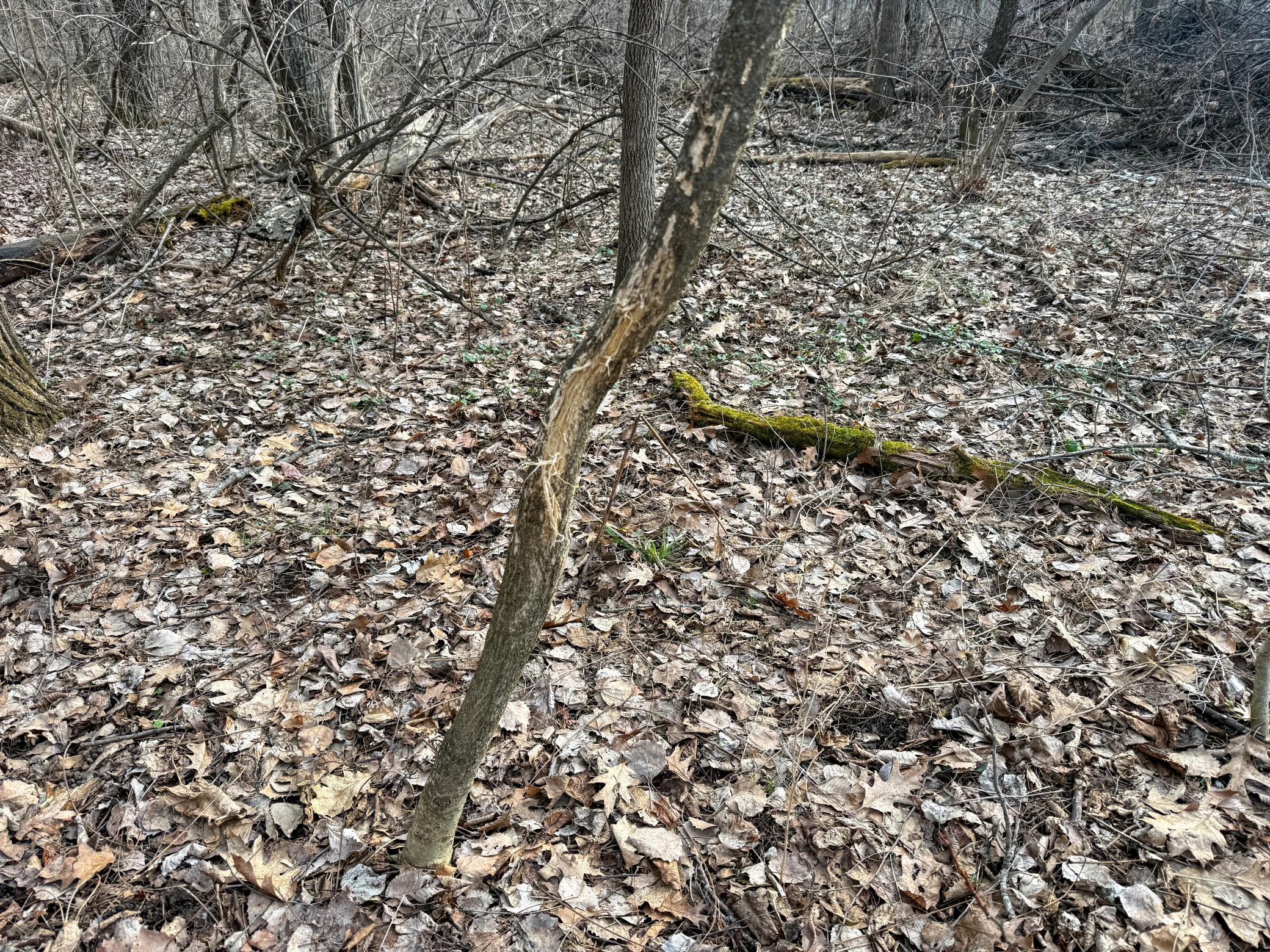 11719 Ridgeview Road Hokah, MN 55941 - Photo 78 of 100