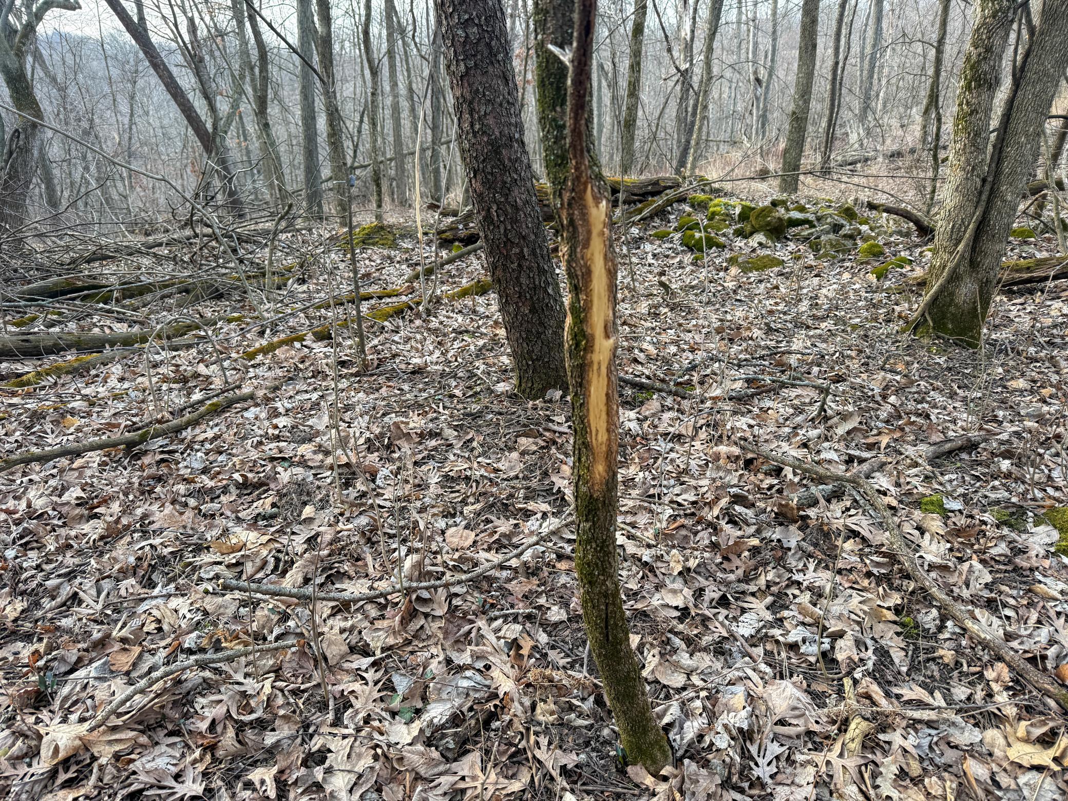 11719 Ridgeview Road Hokah, MN 55941 - Photo 80 of 100