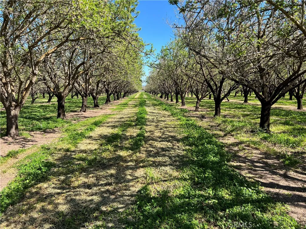 0 Cana Chico, CA 95973 - Photo 11 of 11 a large tree in the middle of a yard