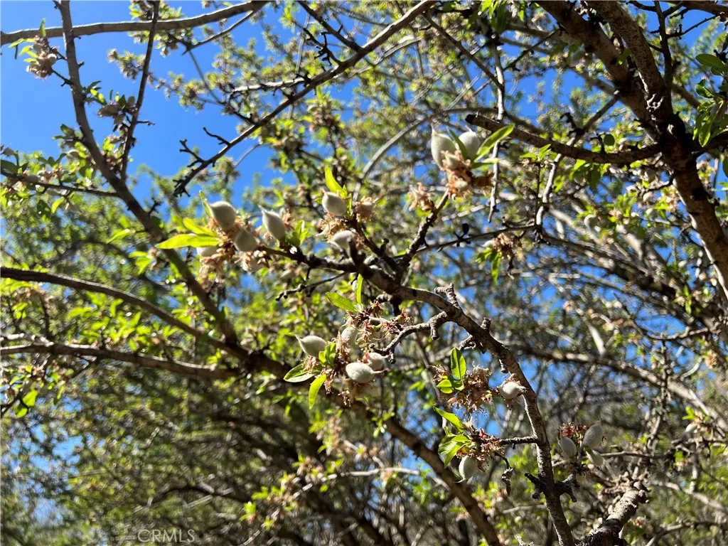 0 Cana Chico, CA 95973 - Photo 4 of 11 a picture of tree