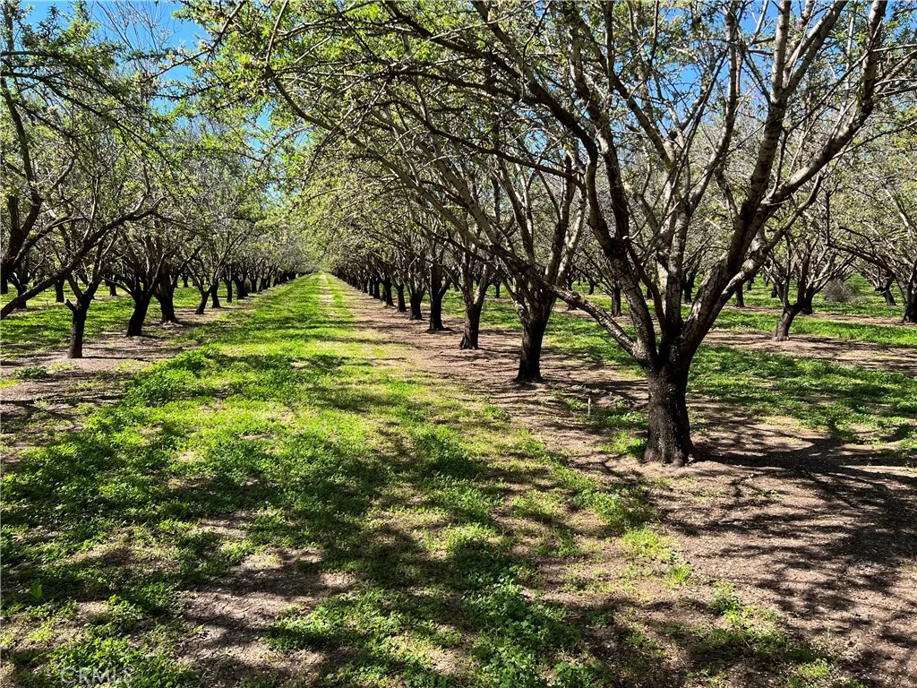 0 Cana Chico, CA 95973 - Photo 5 of 11 a view of a trees with a yard