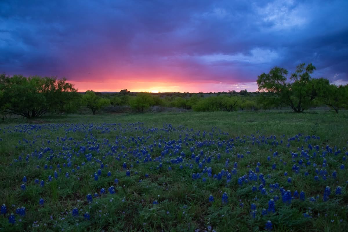272 Slate Rock Road Fredericksburg, TX 78624 - Photo 30 of 32 A field of bluebonnets bursts with color under a vivid twilight sky in the back pasture.