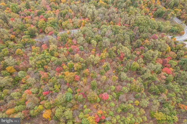 a close up of a plant