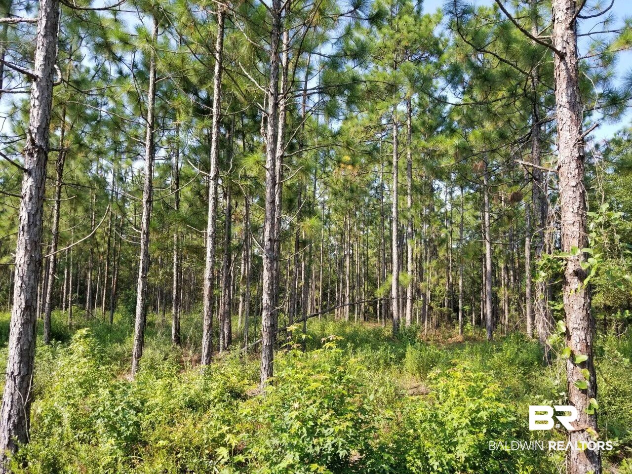 0 Jerkins Loop Atmore, AL 36502 - Photo 11 of 50