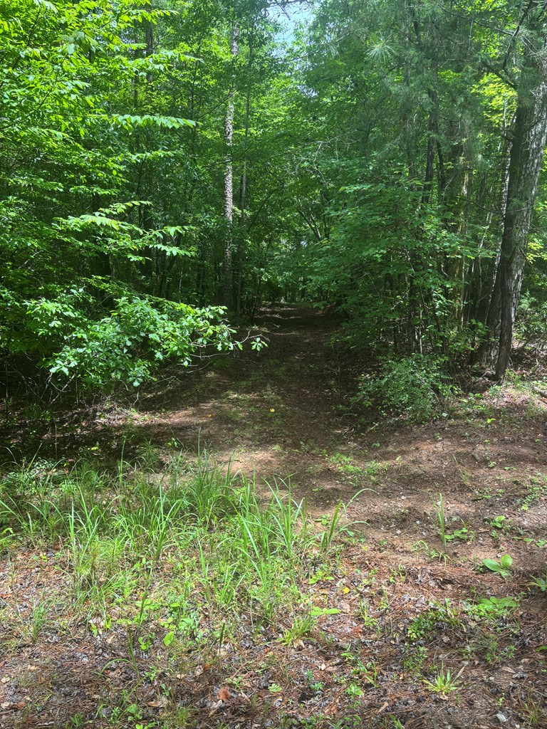 631 Lee Road 0889 Salem, AL 36874 - Photo 6 of 13 a view of a yard with plants and a small bench