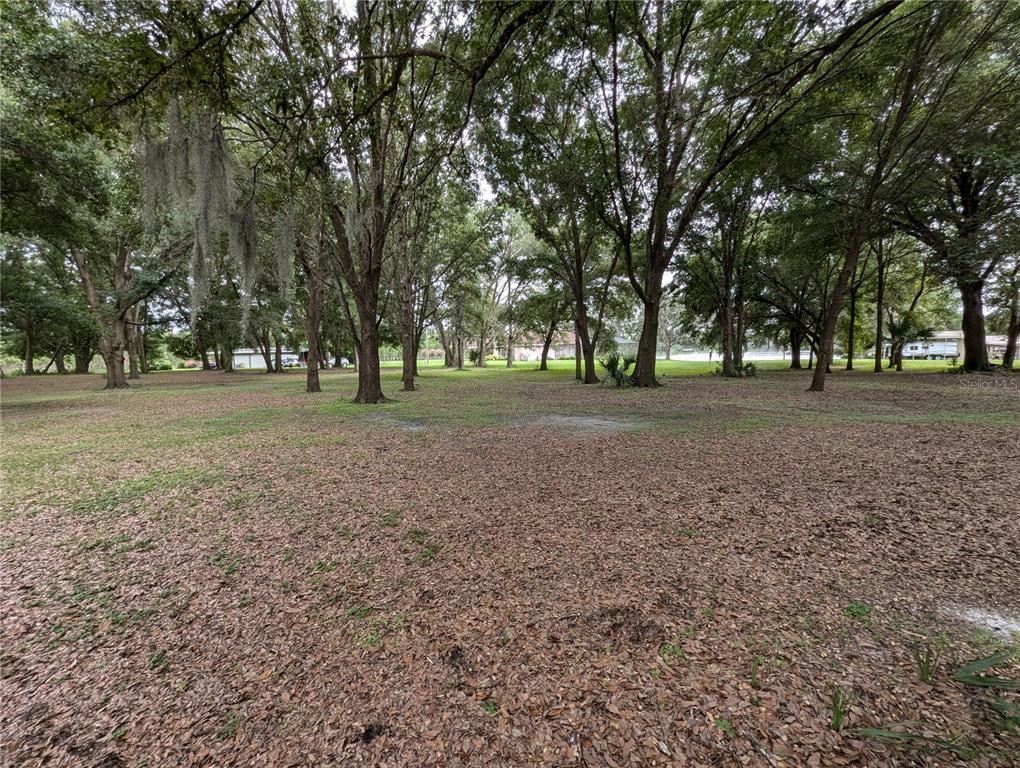 18302 Hanna Road Lutz, FL 33549 - Photo 34 of 58 a view of dirt field with trees