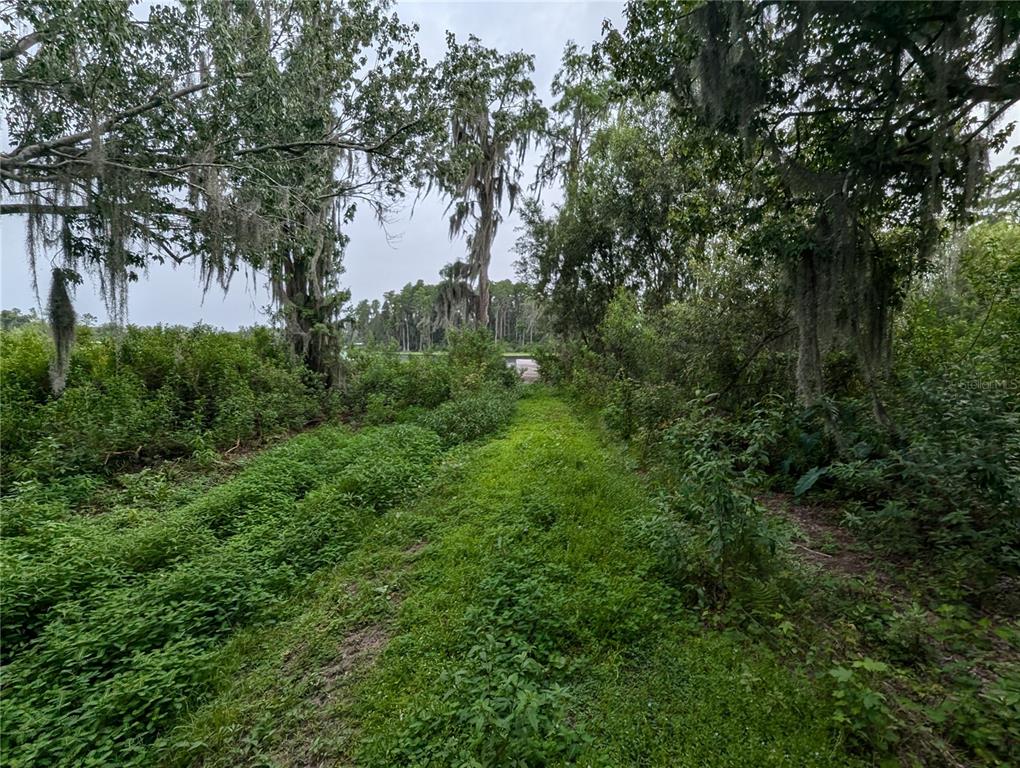 18302 Hanna Road Lutz, FL 33549 - Photo 53 of 58 a view of a lush green forest with lots of trees