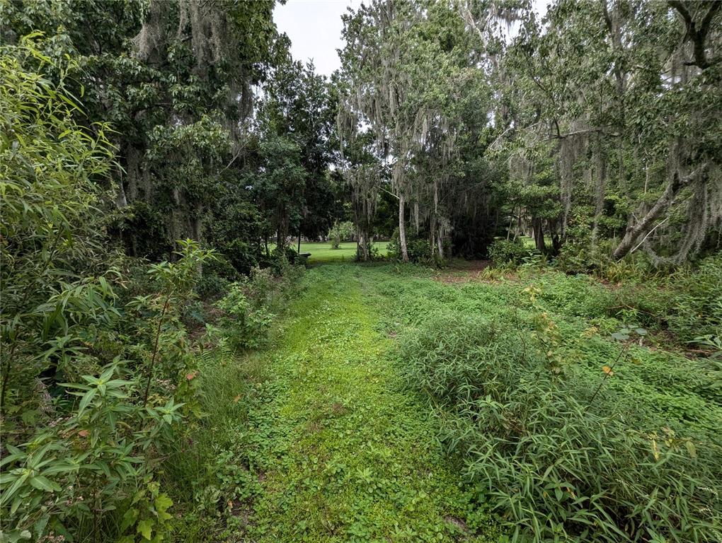 18302 Hanna Road Lutz, FL 33549 - Photo 57 of 58 a view of a lush green forest