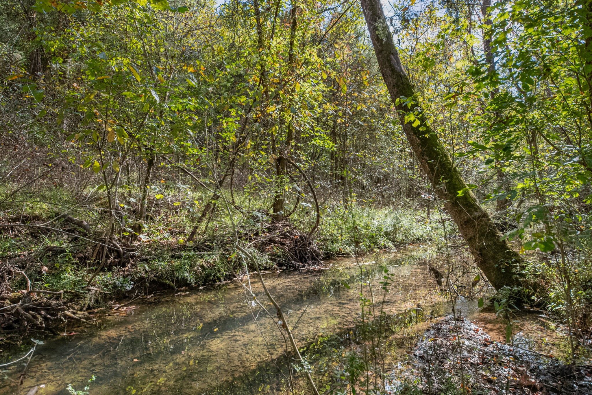 161 Oliver Branch Road Pulaski, TN 38478 - Photo 75 of 88