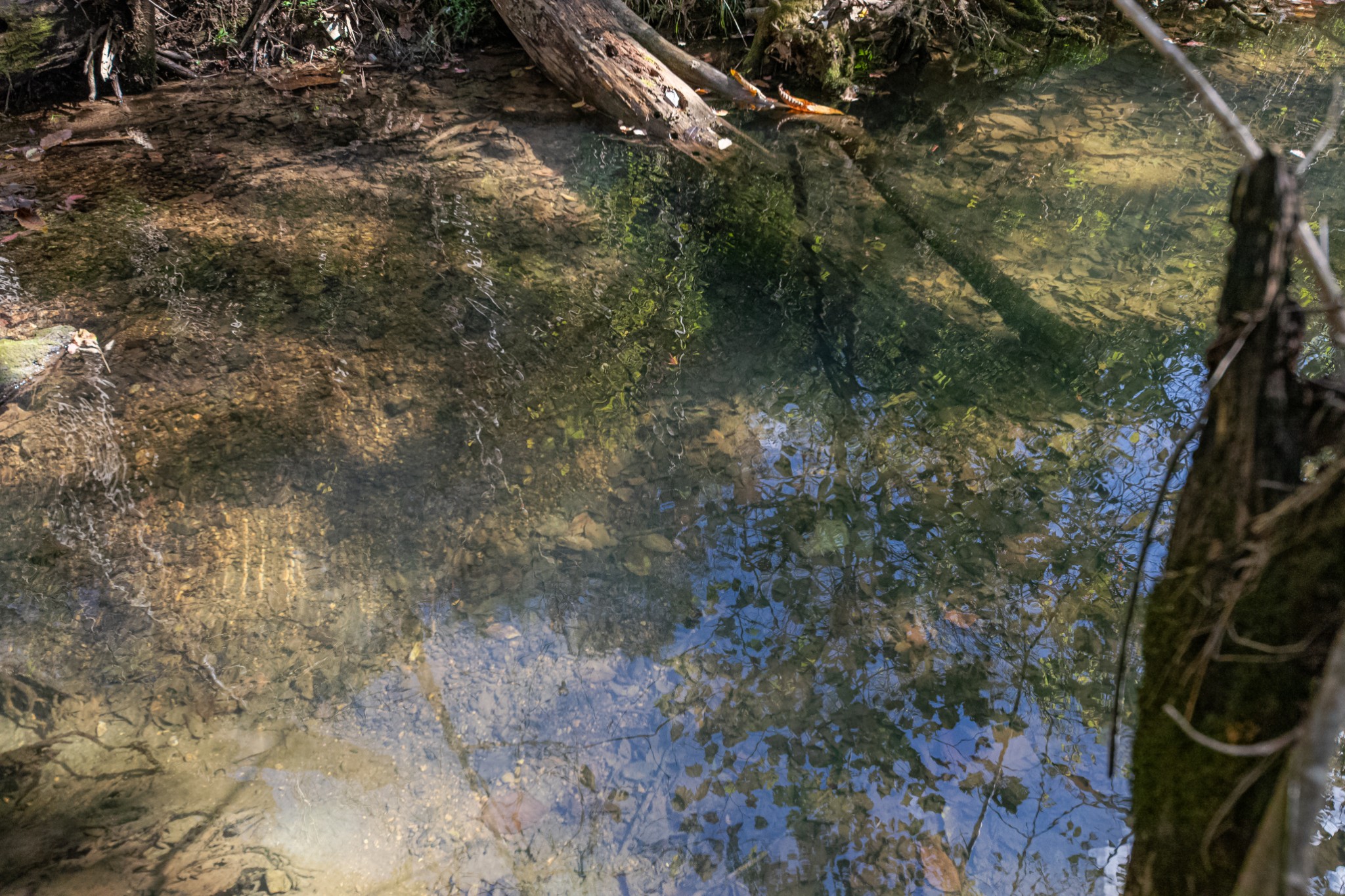 161 Oliver Branch Road Pulaski, TN 38478 - Photo 76 of 88