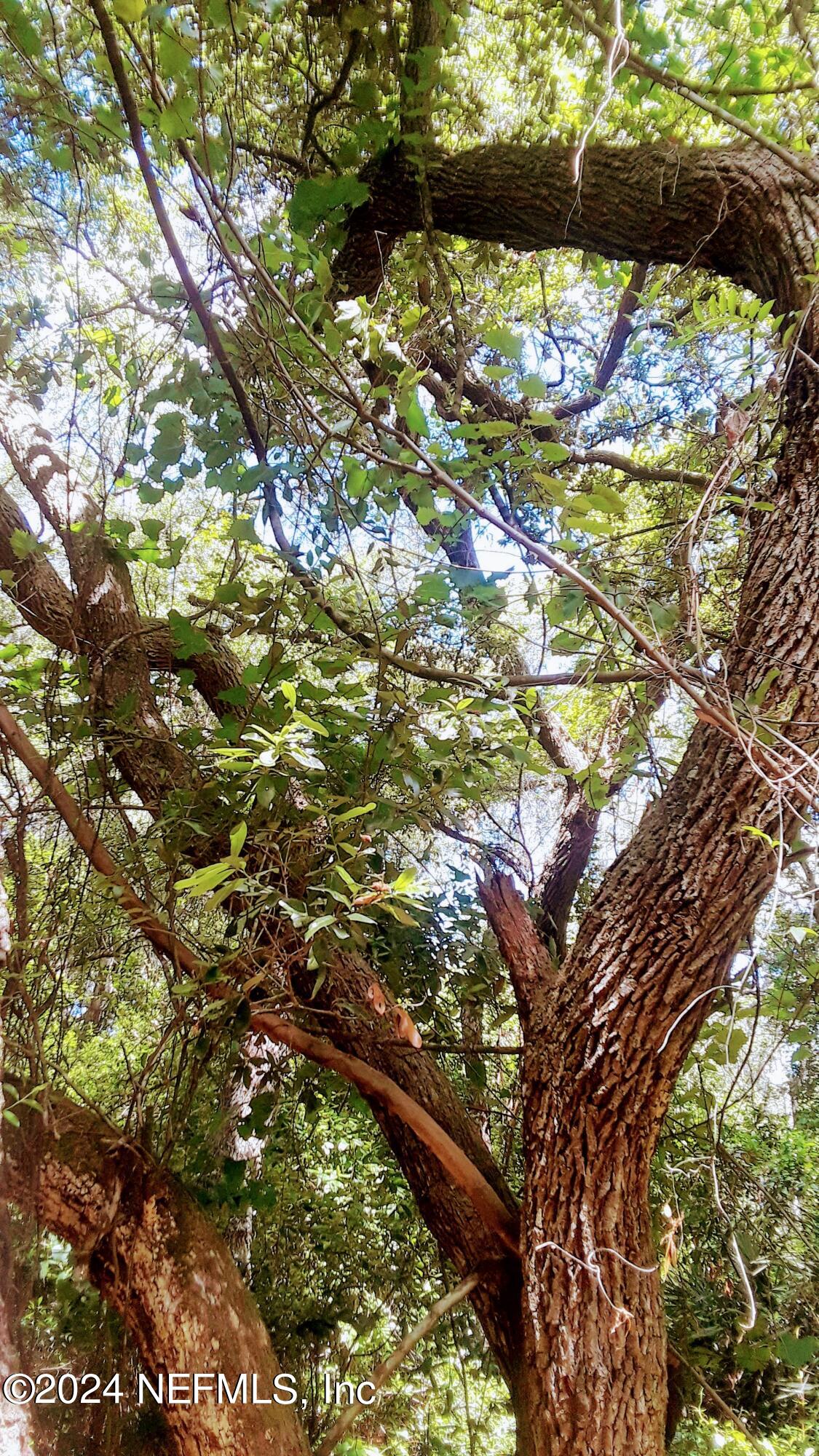 5377 Custer Street Keystone Heights, FL 32656 - Photo 1 of 9 a view of tree