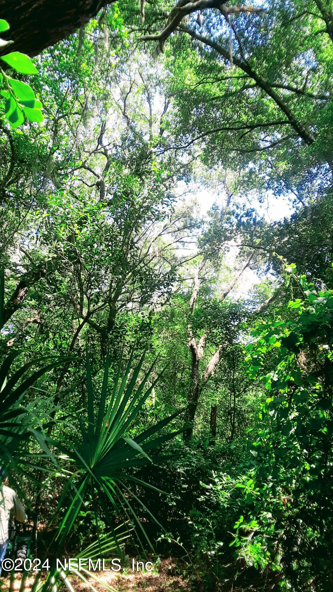5377 Custer Street Keystone Heights, FL 32656 - Photo 7 of 9 a view of a tree in a yard
