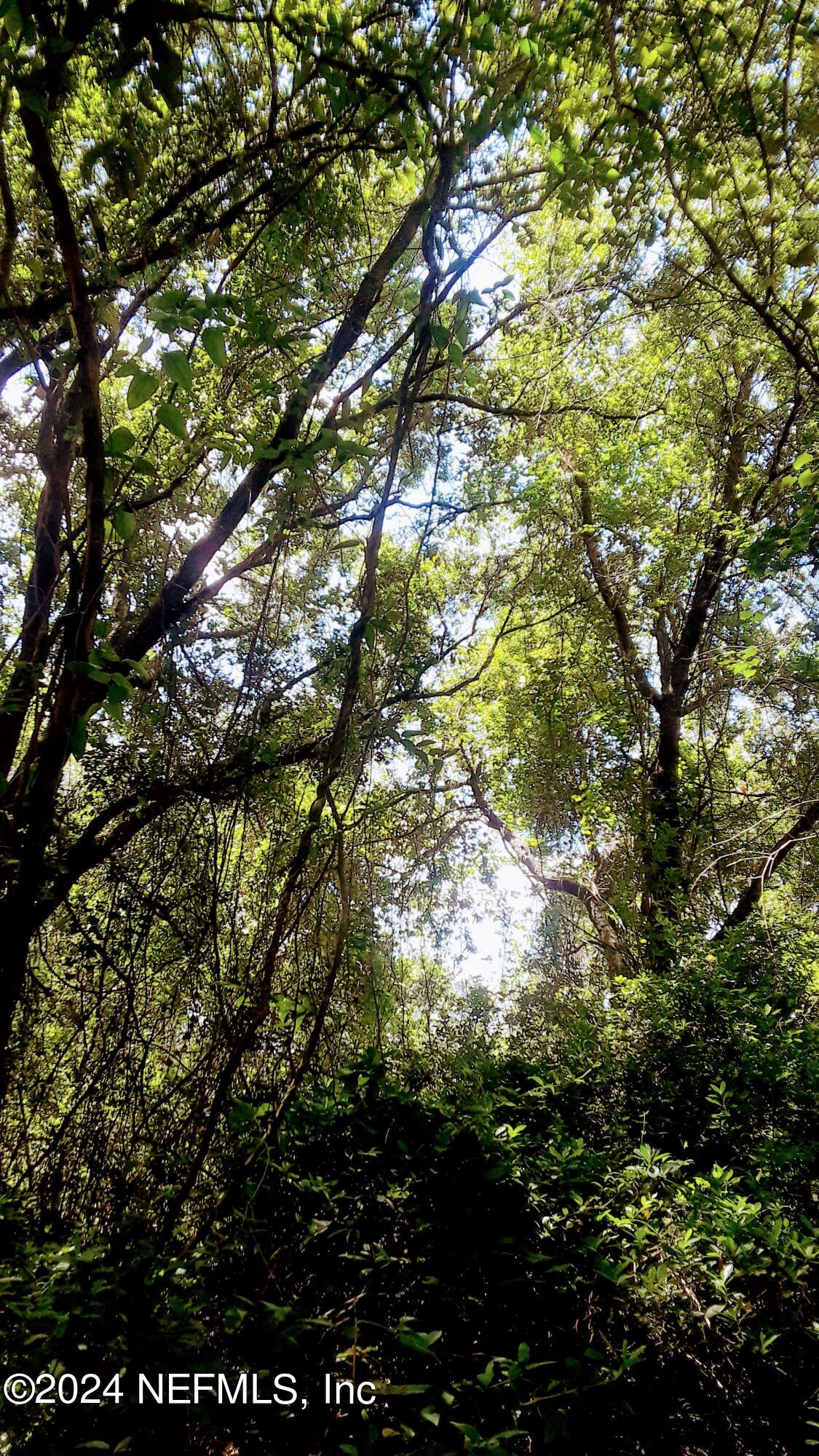 5377 Custer Street Keystone Heights, FL 32656 - Photo 9 of 9 a view of tree