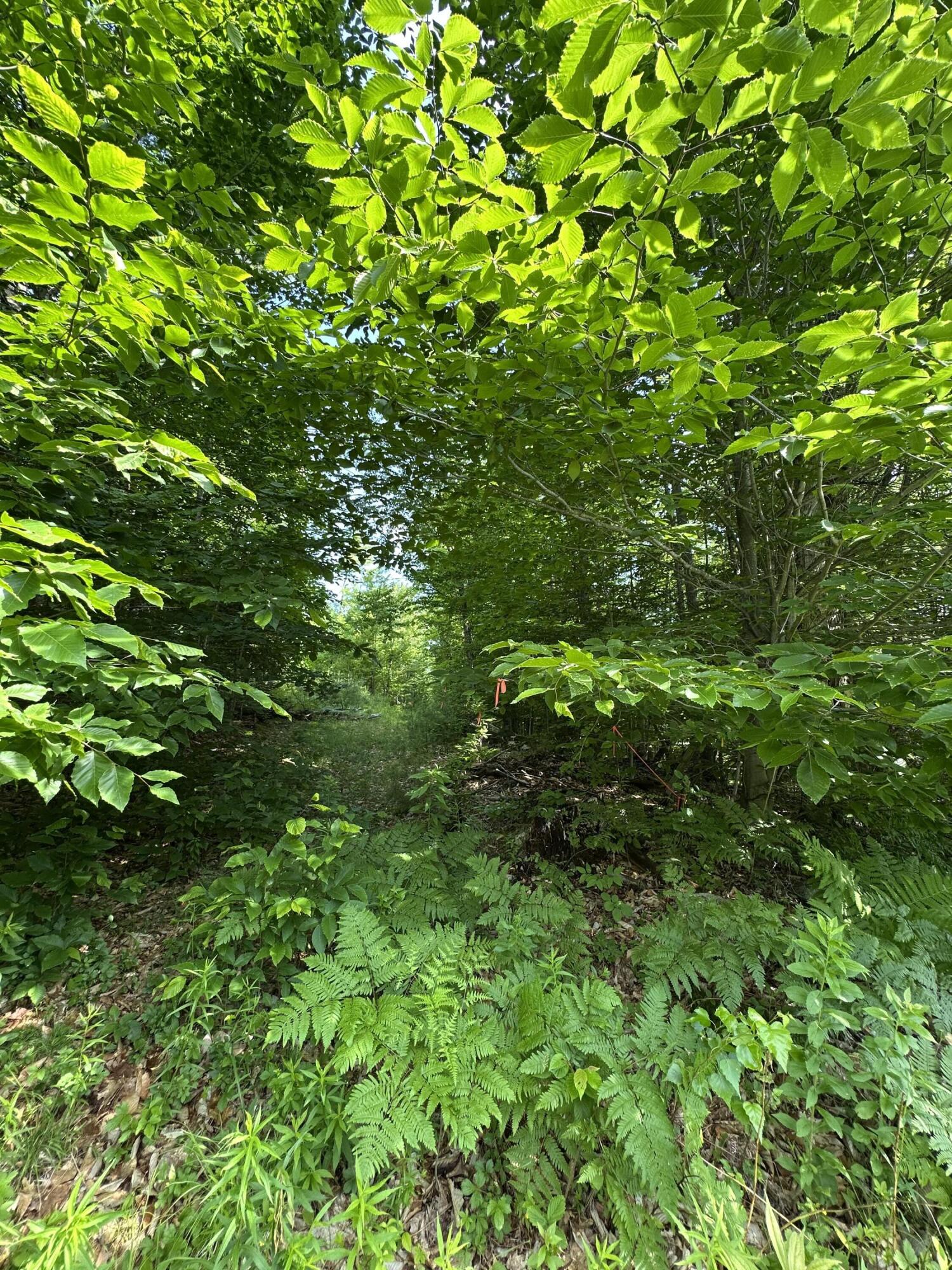 Lot 020 Canton Mountain Road Jay, ME 04239 - Photo 6 of 7