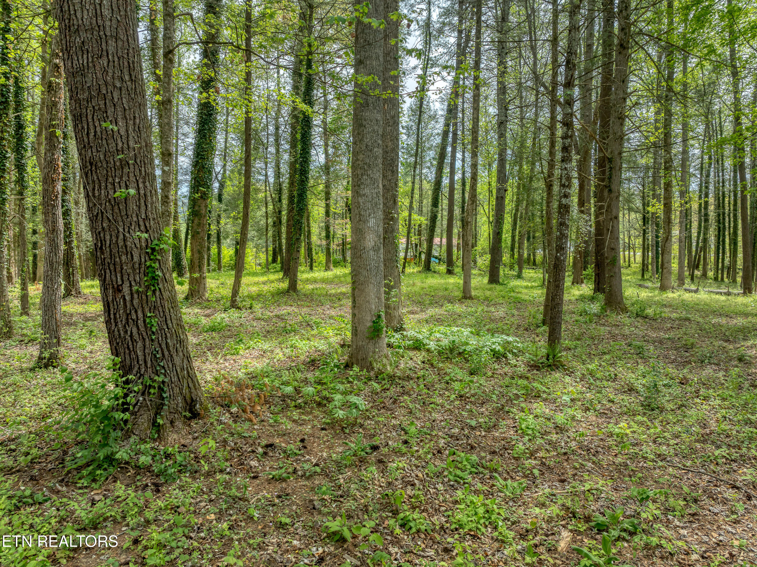 151 Bethel Church Road Townsend, TN 37882 - Photo 11 of 24 DJI_0504