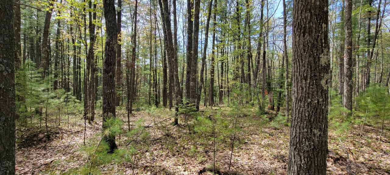 Off Witches Lake Road, Unit LOT 4 Woodruff, WI 54568 - Photo 19 of 39 Gallery Image 19