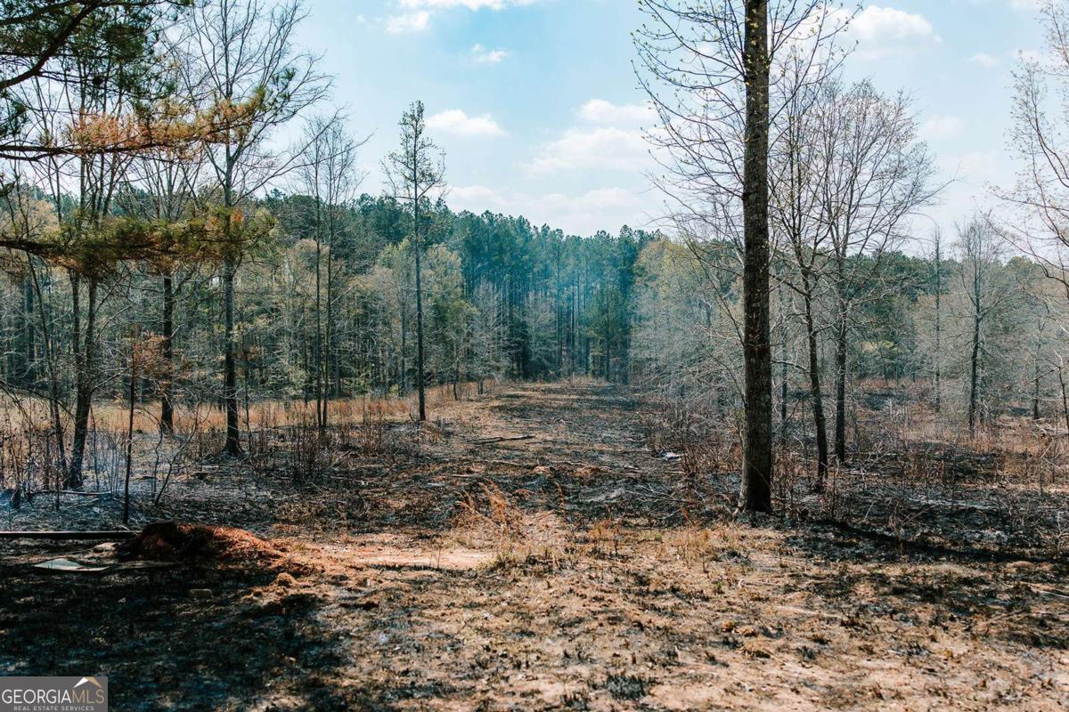 0 Washington Road Lexington, GA 30648 - Photo 25 of 30 a view of a forest filled with trees