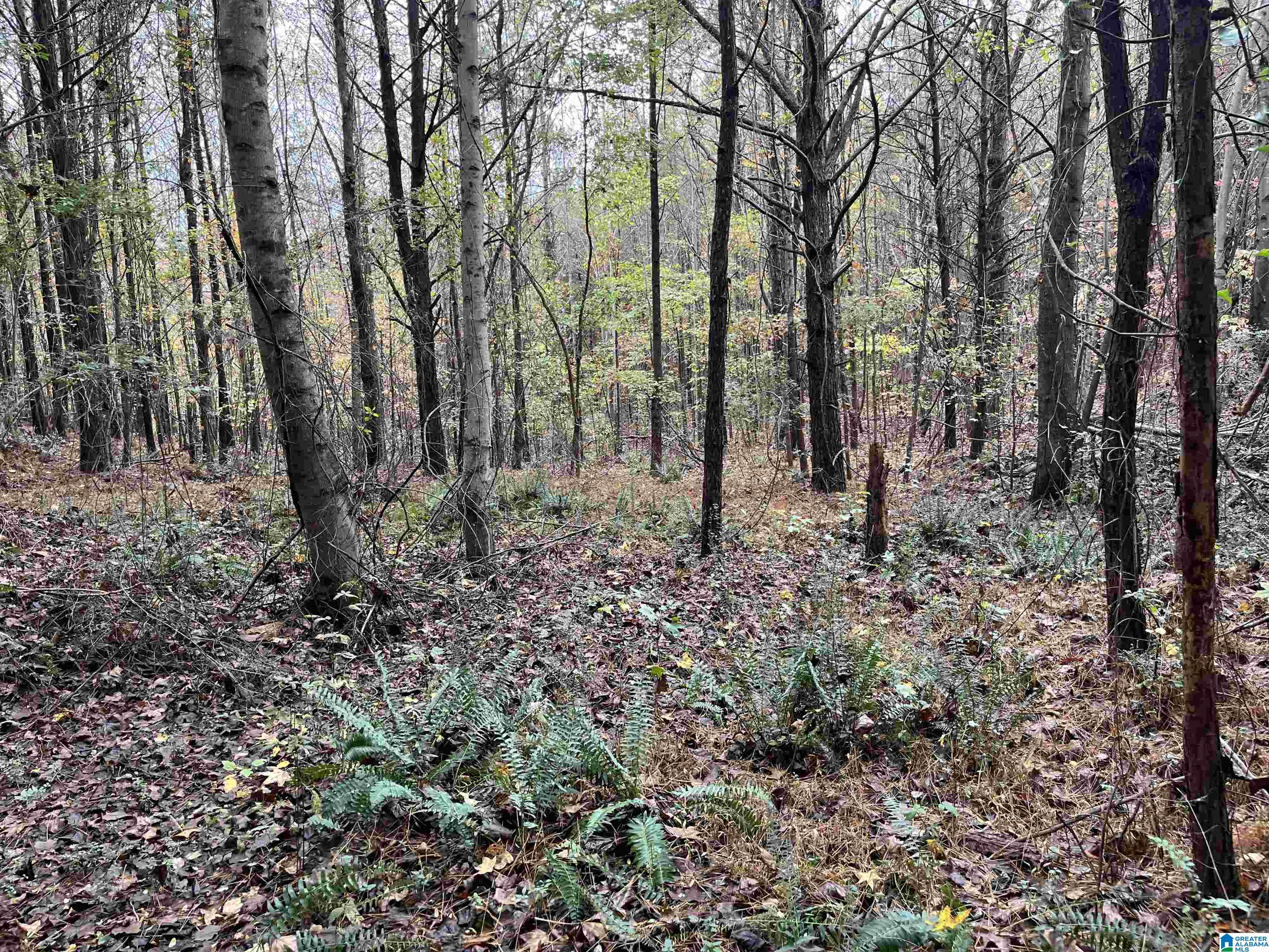 83-acres Byler Road, Unit 83 ACRES Haleyville, AL 35565 - Photo 2 of 19