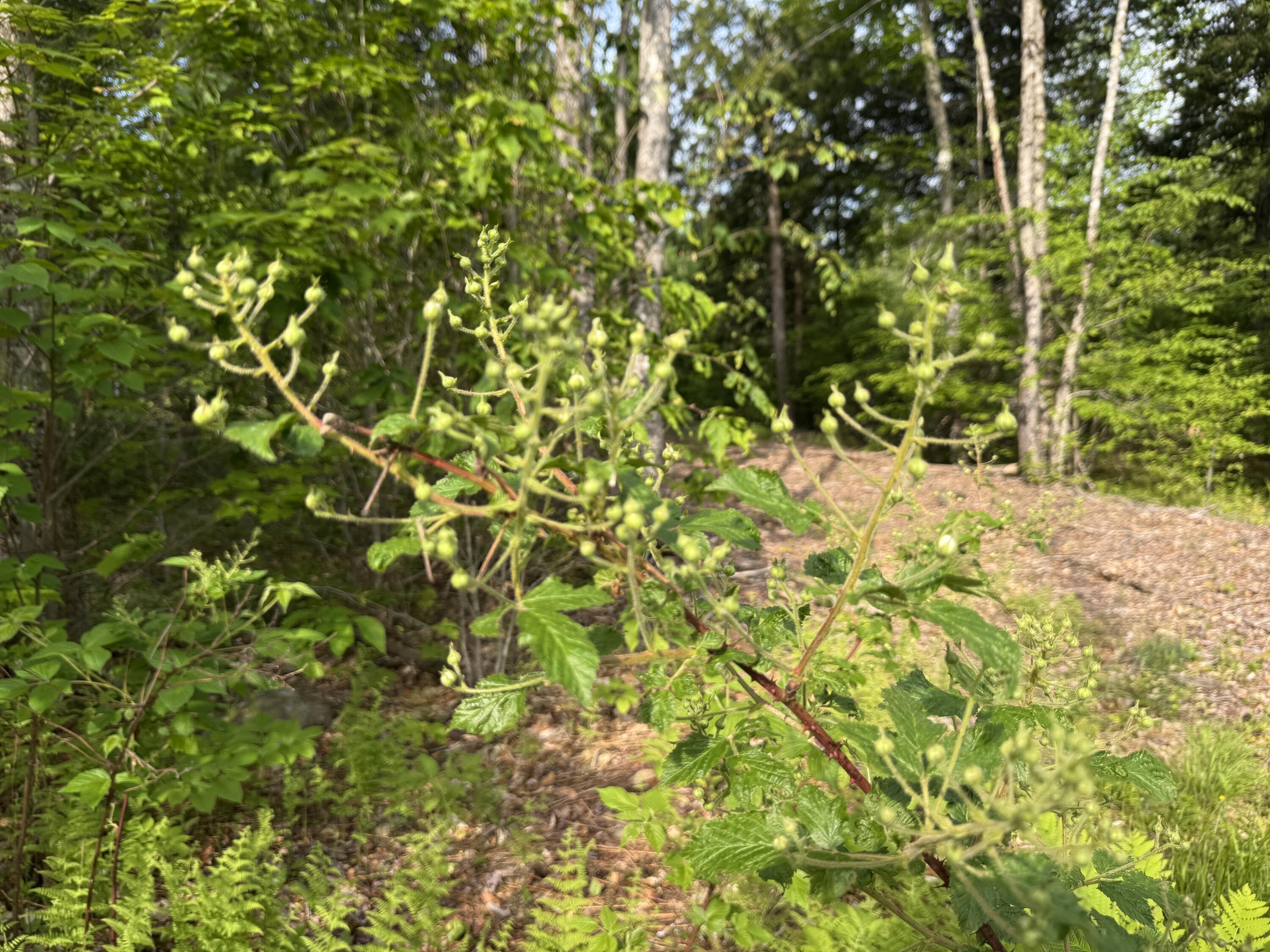 Lot 3 Albion Road Unity, ME 04988 - Photo 10 of 13 Plenty of blackberries