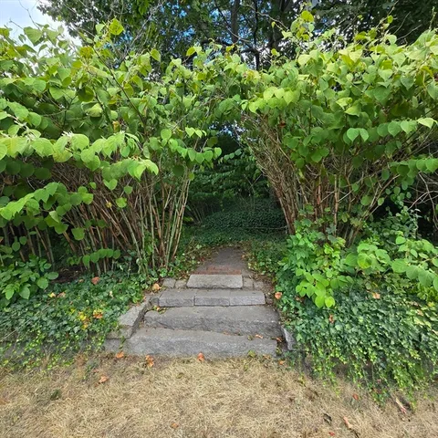 a view of path plants and trees