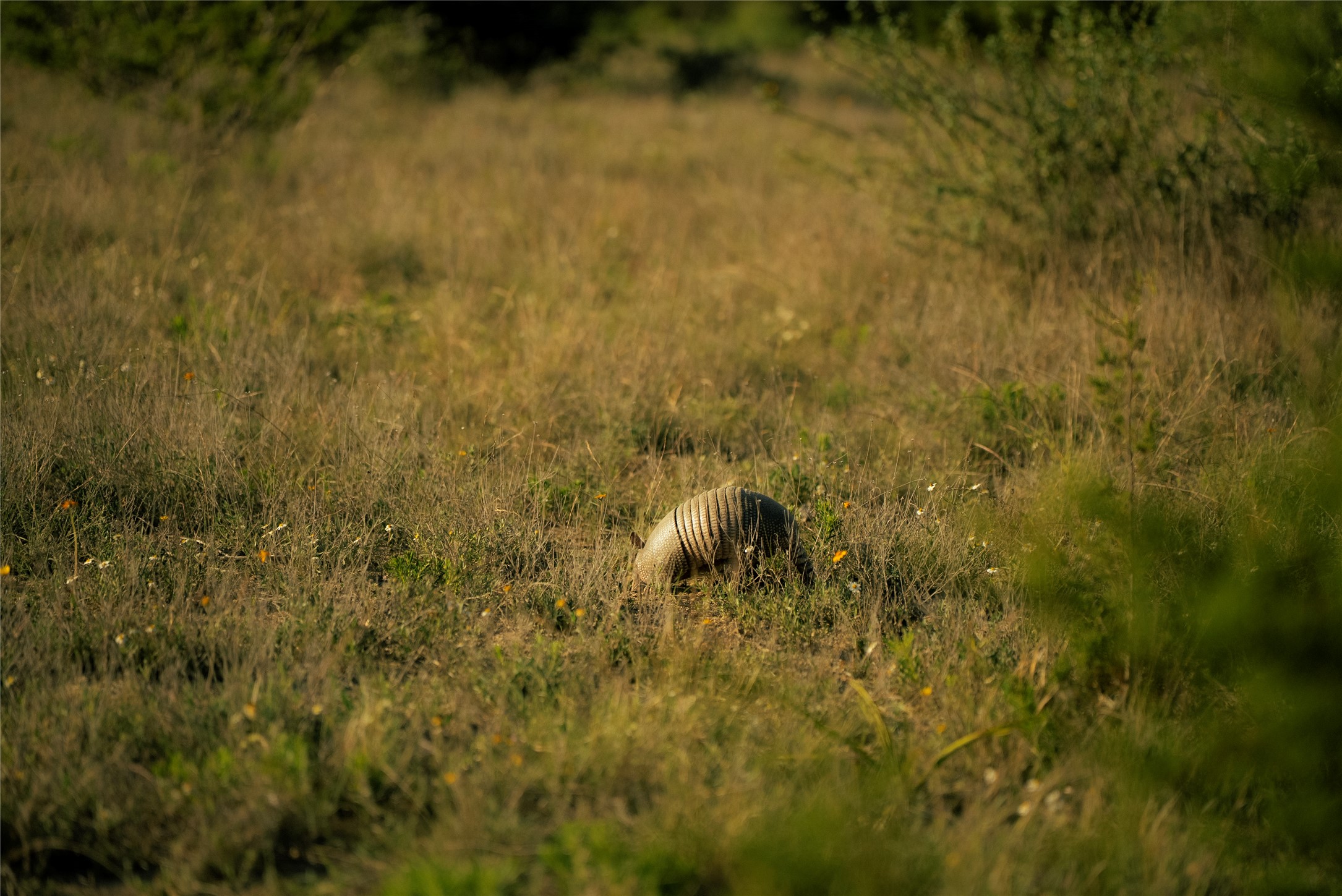 157 Chick Ranch Road Blanco, TX 78606 - Photo 19 of 34 Gallery Image 19
