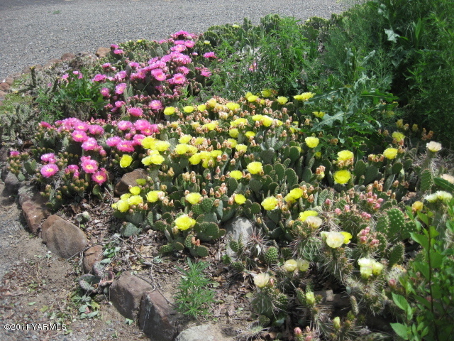 210 White Road Yakima, WA 98901 - Photo 42 of 63 a picture of flowers