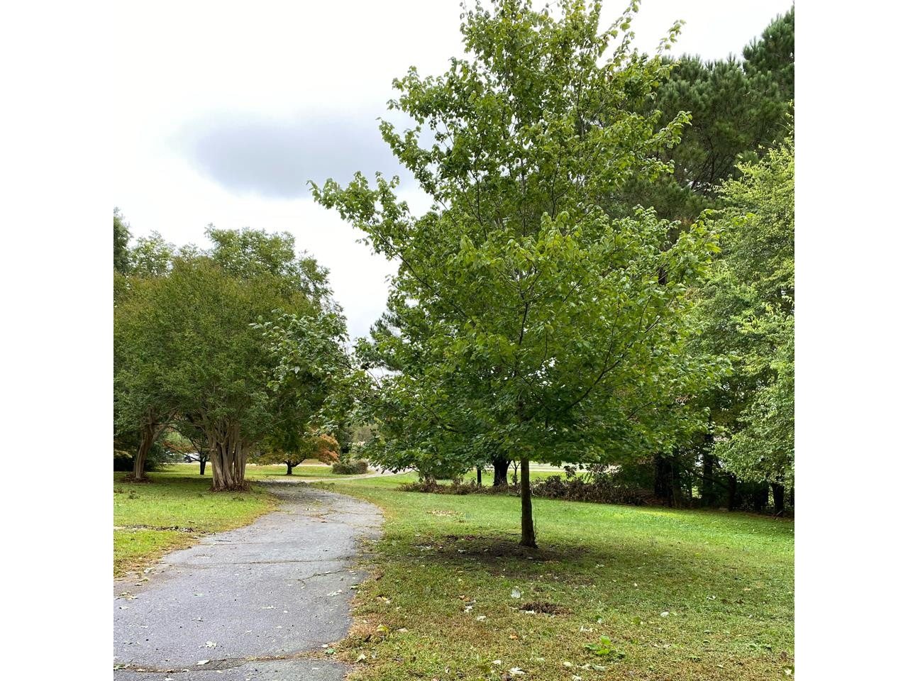 5300 Olde South Road Raleigh, NC 27606 - Photo 17 of 19 Land/Lot