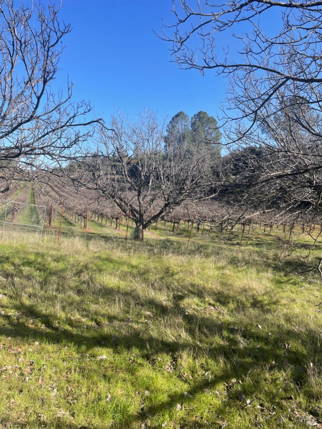 7490 Walnut Lane Lower Lake, CA 95457 - Photo 39 of 44 a view of a yard