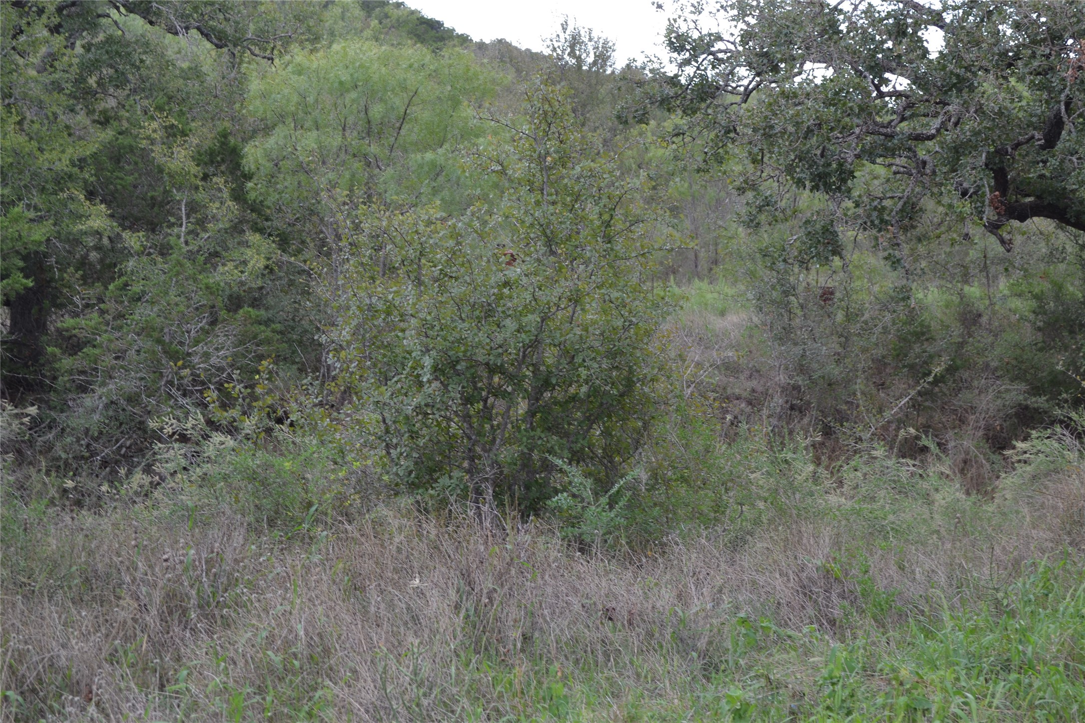 0 Ranch Road 2241 Tow, TX 78672 - Photo 4 of 33